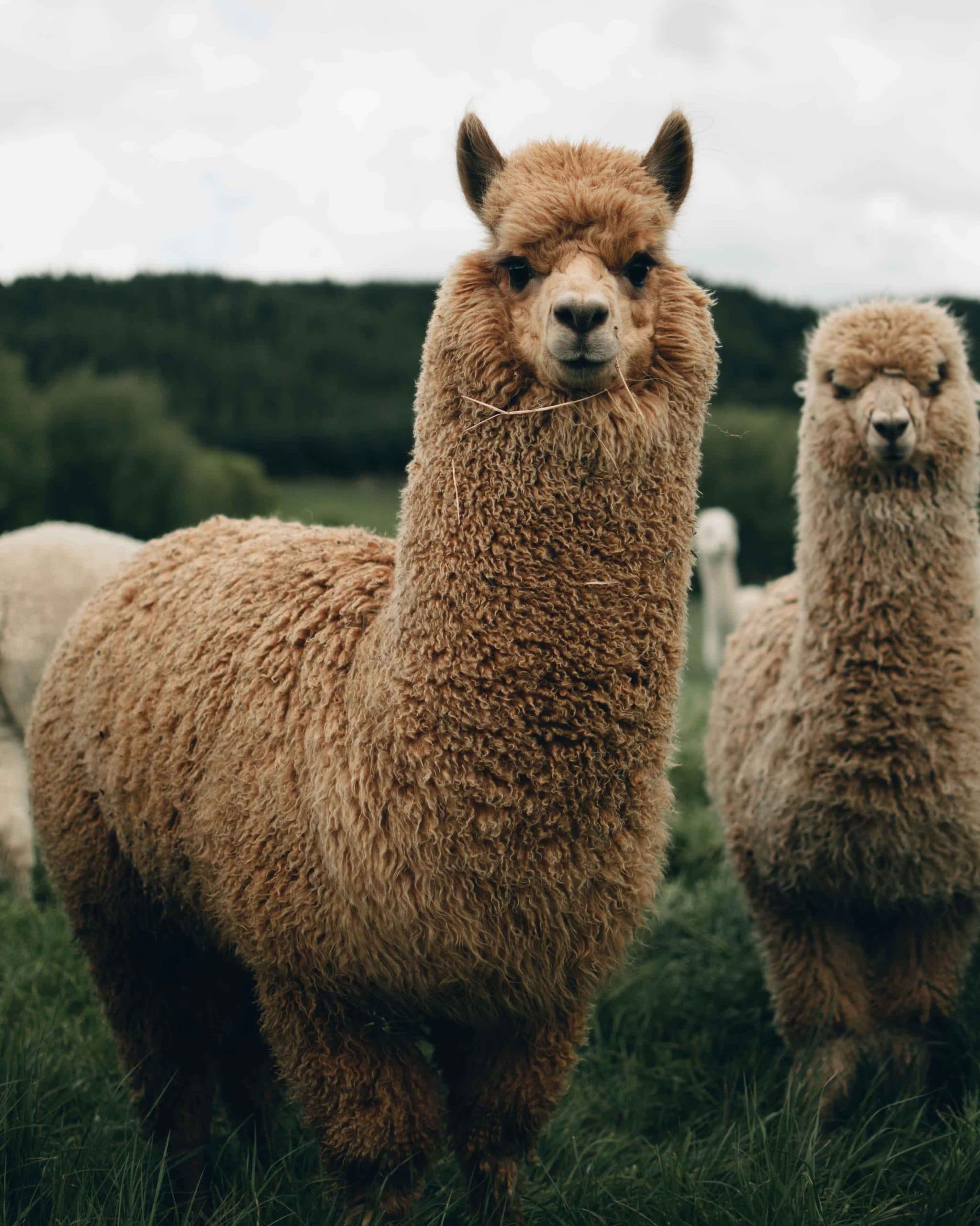 Alpaca wandeling in Lillestrøm